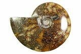 Polished Ammonite (Cleoniceras) Fossil - Madagascar #339238-1